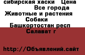 l: сибирская хаски › Цена ­ 10 000 - Все города Животные и растения » Собаки   . Башкортостан респ.,Салават г.